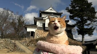 備中松山城の猫城主「さんじゅーろー」が初詣「ニャーオ」今年の賑わいを祈願【岡山】|TBS NEWS DIG