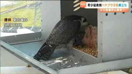 火力発電所の煙突生まれの”火の鳥”ハヤブサ 専門家「安全な繁殖場と