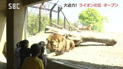 大迫力！ライオンが目の前に！！茶臼山動物園に新しい飼育施設