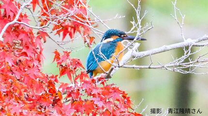 青い宝石」と呼ばれる美しい鳥・カワセミ 冬の観測に最適な時間帯と