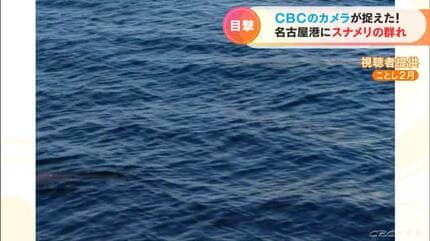 名古屋港で泳ぐスナメリの姿をとらえた！「この時期にこれだけの数が