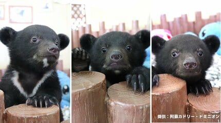 3頭ともバレンタインデー生まれの赤ちゃんグマ 見分け方は“あご”に注目