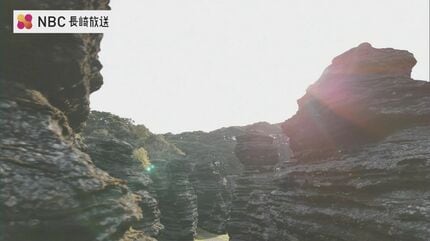 化石　海藻　天然石 海藻 化石 【公式通販】