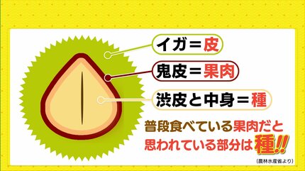 秋の味覚”栗” 実は栄養たっぷり 栗の豆知識も | RCC NEWS | 広島