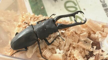 ヘラクレスオオカブト激安 イベントなどに！カブトムシクワガタ 触っていいの？」世界の珍しい昆虫大集合 「ヘラクレスオオカブト