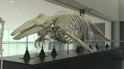 イルカ　骨格標本 シロイルカの骨格標本も 「うみのほねほねミュージアム」 しまね海洋館