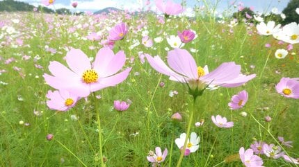 およそ30万本のコスモス・キバナコスモスが咲き誇る 御所湖広域公園の