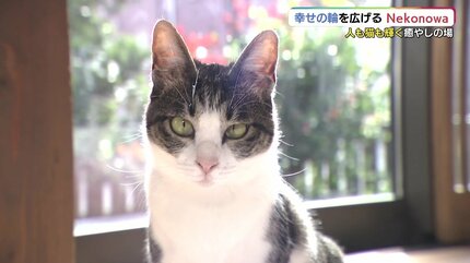 多くの人と猫を幸せに「Nekonowa」保護猫カフェ＋障害者の