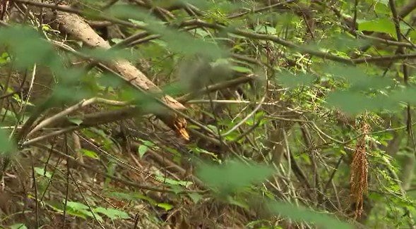 仲間の撃った猟銃の弾が…跳ね返って左肩にあたり81歳男性けが【クマの駆除中に…】男性は発砲場所から少なくとも数メートル後ろに…周辺に岩は見当たらず、弾が木にあたった形跡も確認されず　|　SBC NEWS | 長野のニュース | SBC信越放送