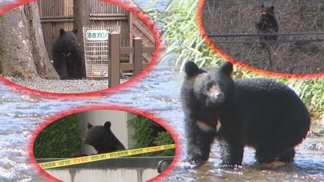 【いわてこの一年⑥】全国的にも被害が続いたクマのニュース　人的被害、緊急銃猟、警察によるクマ対応など　県内で相次いだクマ出没を振り返る　岩手|TBS NEWS DIG