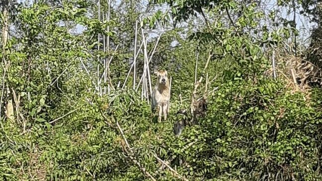 東根市役所そばに出没のカモシカ　女性にケガをさせるも、すでに捕獲（山形）|TBS NEWS DIG