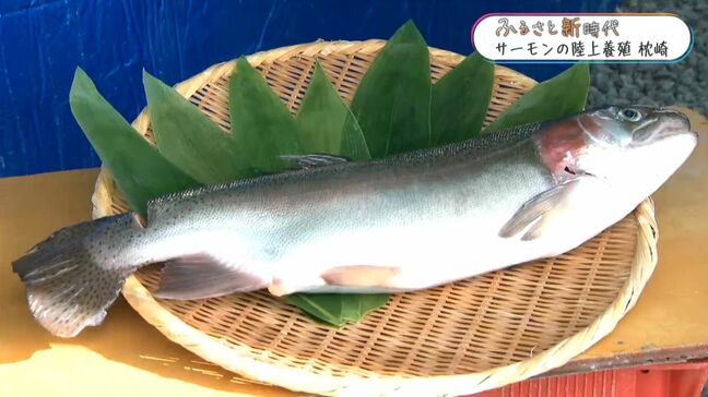 ふるさと新時代 枕崎市で「サーモン」の陸上養殖 寒い地域のサーモンが南国・枕崎の地域活性化へ|TBS NEWS DIG