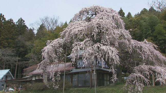 【映像】横田陣屋の御殿桜　福島・須賀川市【カメラめせん㉕】|TBS NEWS DIG