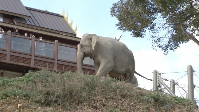 福岡市動植物園は新春恒例の「お年玉イベント」縁起物の金鯱サボテンをプレゼント　日中は厳しい寒さに|TBS NEWS DIG