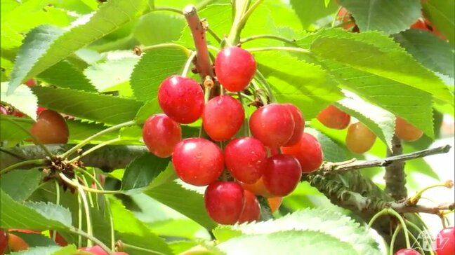 「こんなにたくさんのサクランボに囲まれたことはない」青森県南部町の観光農園で『サクランボ狩り』が最盛期 町内約30の園地で7月15日まで|TBS NEWS DIG