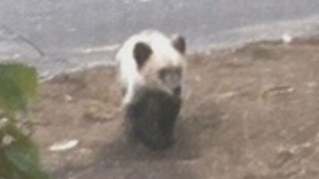 【速報】札幌市中央区円山西町でクマ1頭を駆除 体長約75センチの子グマ…警職法に基づいてハンターが発砲 16日午前に住宅街に出没していたクマと同一個体か|TBS NEWS DIG