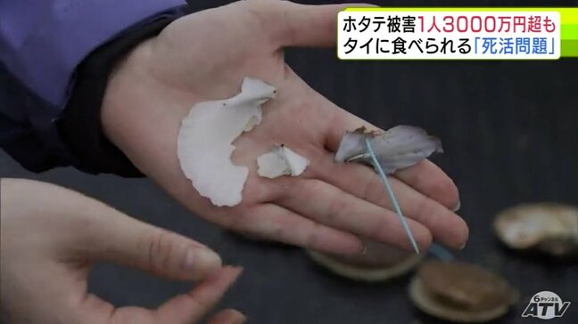 「全滅。死活問題。どこに矛先を向けていいのか…」被害額が3000万円超の人も 「ホタテ」が『タイ』に食べられる… 割れた貝には“歯形”のようなものも 漁協は県などへ支援を要望する方針|TBS NEWS DIG