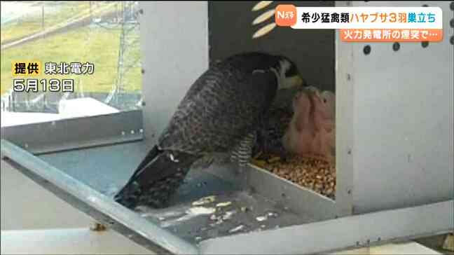火力発電所の煙突生まれの”火の鳥”ハヤブサ　専門家「安全な繁殖場と認識か」新仙台火力発電所|TBS NEWS DIG