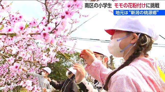 『桃源郷』の児童たち モモの花粉付け体験 6月には袋掛けにも挑戦！地元特産のフルーツを学ぶ　新潟市南区|TBS NEWS DIG