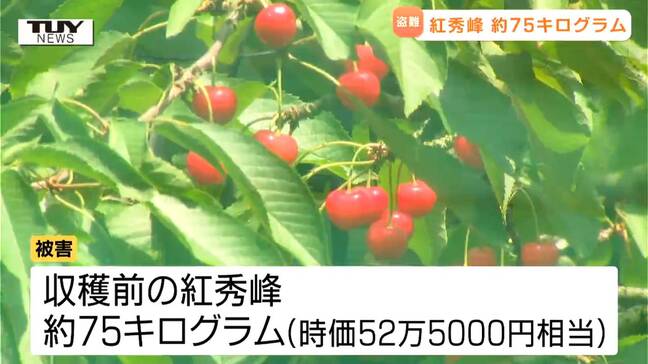 犯人は作業用の通路から侵入か...収穫前のさくらんぼ "紅秀峰" 大量盗難 生産者は「ショックが大きい」 3回程度に分けて盗まれたか(山形・山辺町)|TBS NEWS DIG