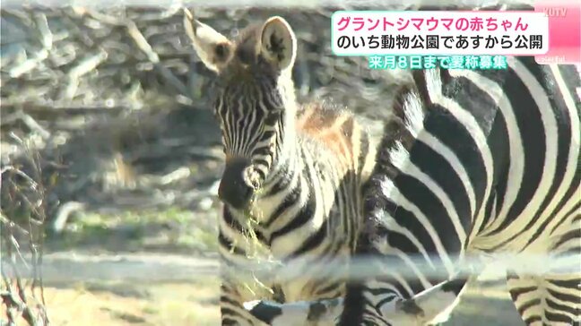 グラントシマウマの赤ちゃん14日から公開・愛称も募集　のいち動物公園|TBS NEWS DIG