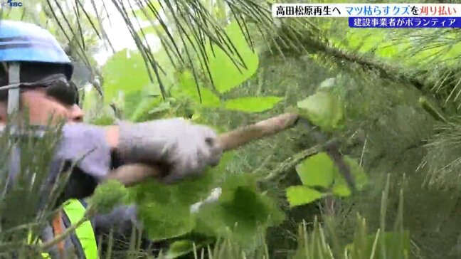 高田松原の松林再生に向けて　高田松原でクズ刈り払い　岩手・陸前高田市|TBS NEWS DIG
