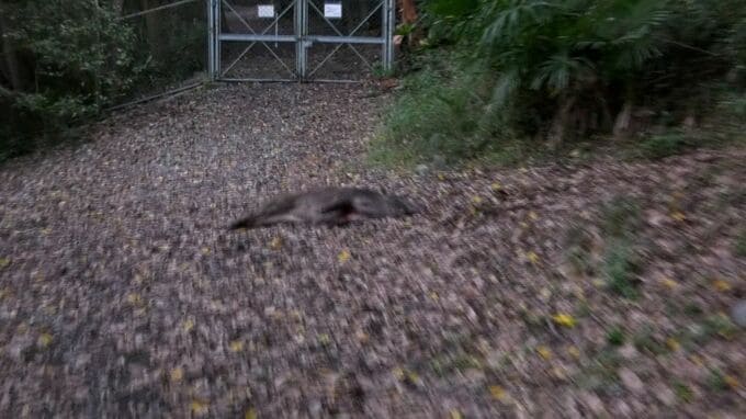 高松市中心部にイノシシが出没　遭遇した男女2人がけが　香川県庁の前を通って栗林公園にも侵入【香川】　|　岡山・香川のニュース | 天気 | RSK山陽放送