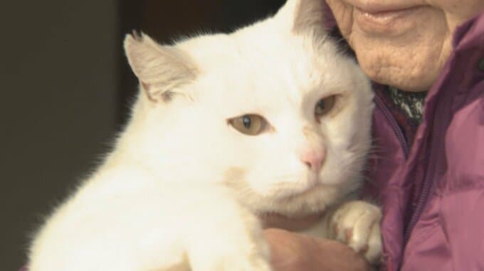 猫好きも、猫嫌いも知ってほしい「野良猫問題」と地域の「困った」 激減させた地域の取り組み【2月22日は猫の日】　|　熊本のニュース｜RKK NEWS｜RKK熊本放送
