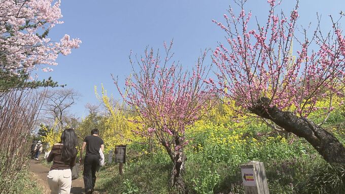 春の花見山観光客、去年より5000人減少　悪天候続き見頃短く　福島市|TBS NEWS DIG