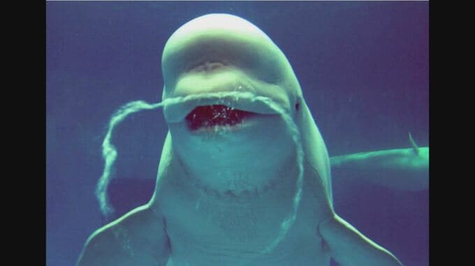 「島根のおじさま」CMで人気を博したシロイルカ「ケーリャ」天国へ　|　BSSニュース | BSS山陰放送