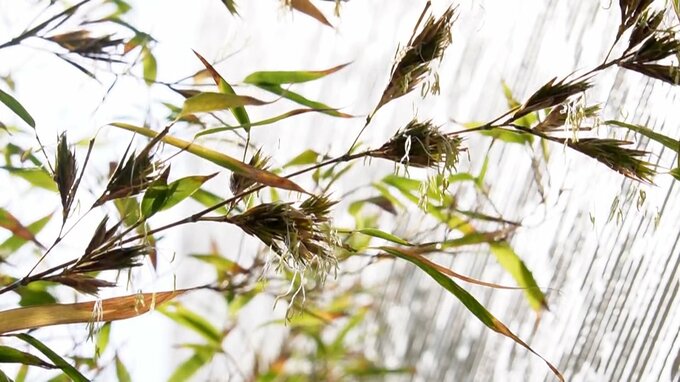 「120年に一度、朽ちる前にしか咲かない」黒竹が開花　子孫を残す神秘の営み　|　福岡のニュース｜RKB NEWS｜RKB毎日放送