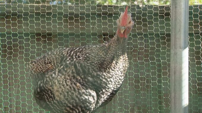 ニワトリのエサは「ビール・醤油のしぼりかす」　栄養豊富だけど…年間70トン廃棄　社会循環型の「養鶏」で“産業廃棄物”を有効利用　|　BSSニュース | BSS山陰放送