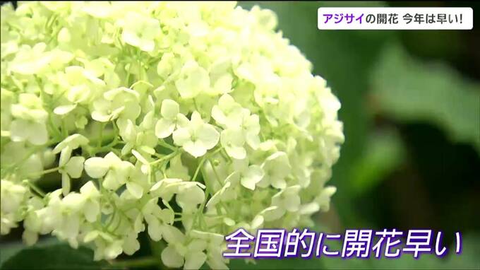 “今年は開花が早いアジサイ”　気象台の「アジサイ開花」発表の基準とは？|TBS NEWS DIG