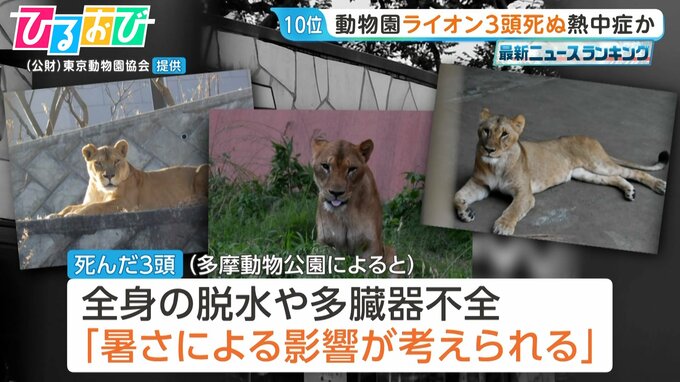 “熱中症の疑い”動物園ライオン3頭死ぬ　他3頭も治療中　スポットクーラーなど暑さ対策を強化【ひるおび】|TBS NEWS DIG