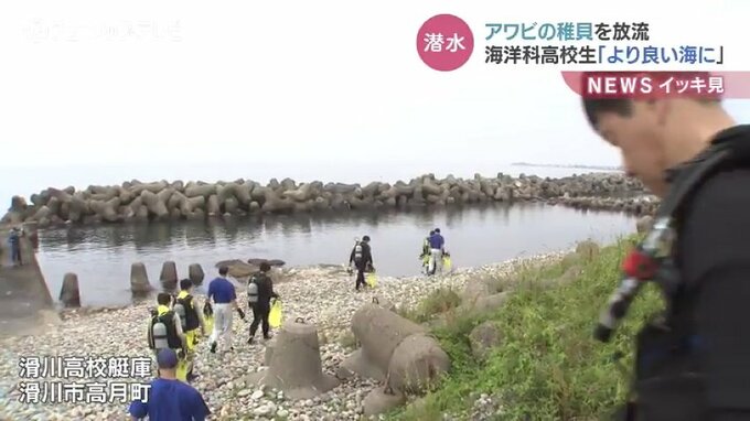 アワビの稚貝を放流　海洋科高校生 ふるさとの海を守るため　富山・滑川市|TBS NEWS DIG