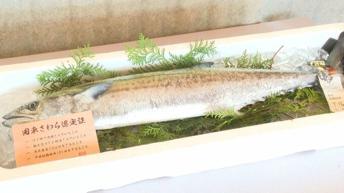 「国東さわら」誕生　大分発・新ブランド魚のお披露目会　サイズと脂の乗りが大都市圏で高評価　|　大分のニュース｜OBS NEWS｜大分放送