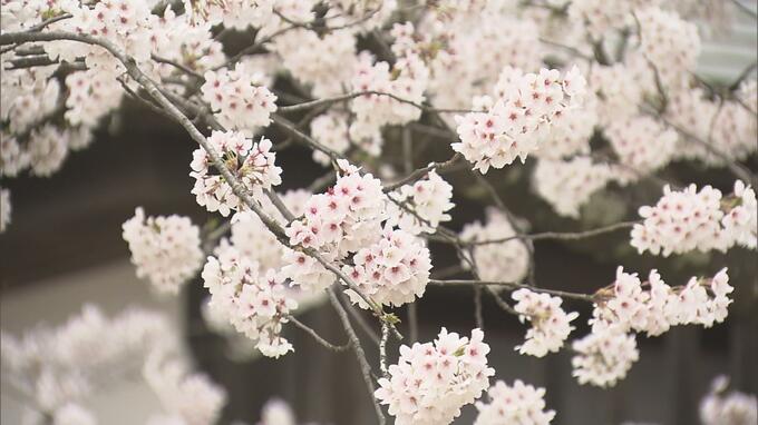 【速報】弘前公園のサクラ　開花は『4月16日』と予想　2025年1回目の開花予想発表　青森県弘前市　|　青森のニュース│ATV NEWS│青森テレビ