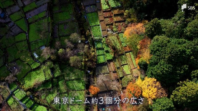 水辺に自生する広葉樹の紅葉を「空から」満喫＝静岡・筏場のわさび田|TBS NEWS DIG