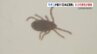 マダニが媒介「日本紅斑熱」今年初めて感染確認　熊本　|　熊本のニュース｜RKK NEWS｜RKK熊本放送