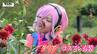 咲き誇るダリアと…アニメキャラ!?「川西ダリヤ園」にコスプレイヤー集う！（山形・川西町）　|　山形のニュース│TUYテレビユー山形