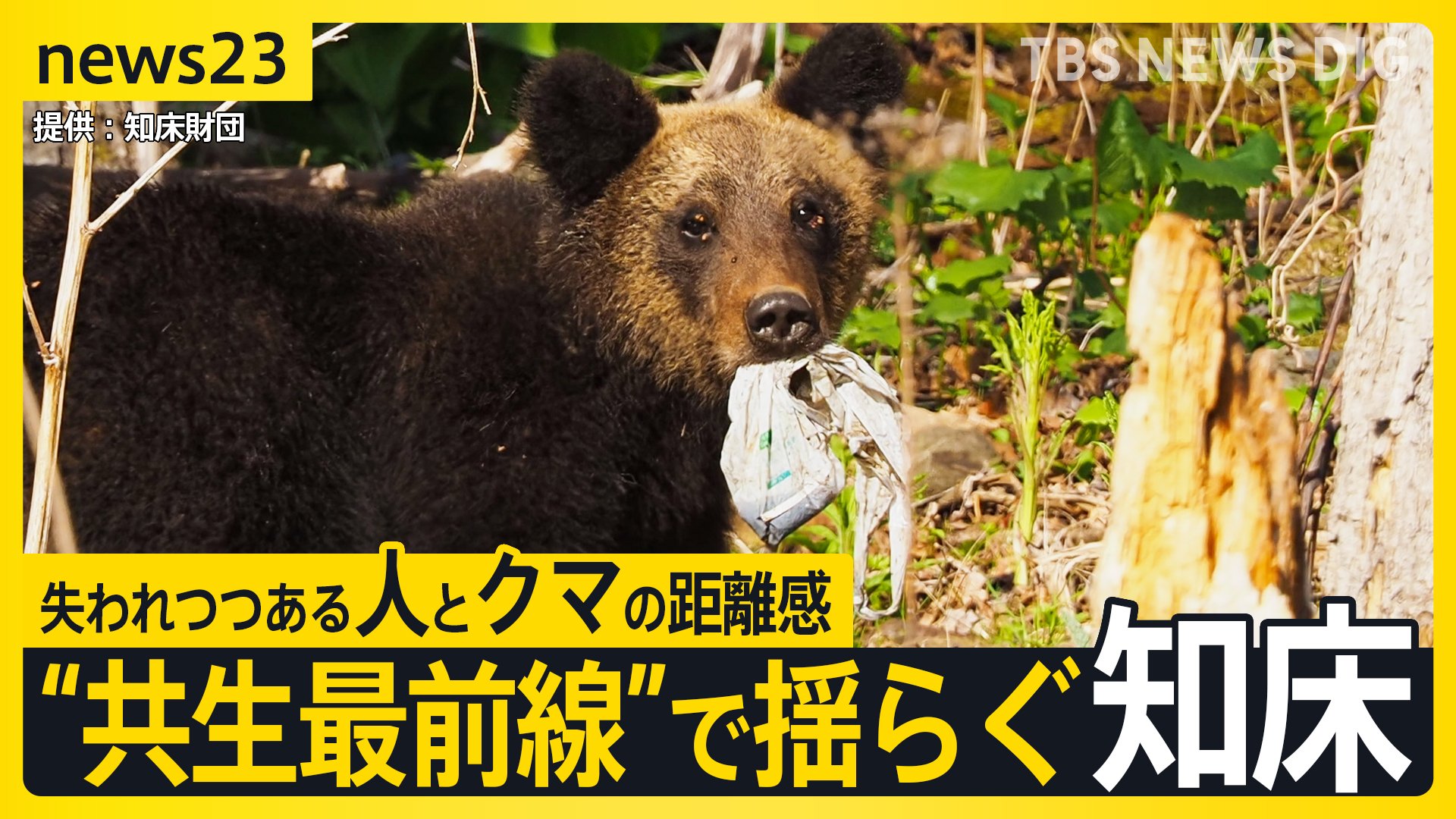 変わったのはクマか人か…「ヒグマの人慣れ」“共生最前線”知床で深刻化