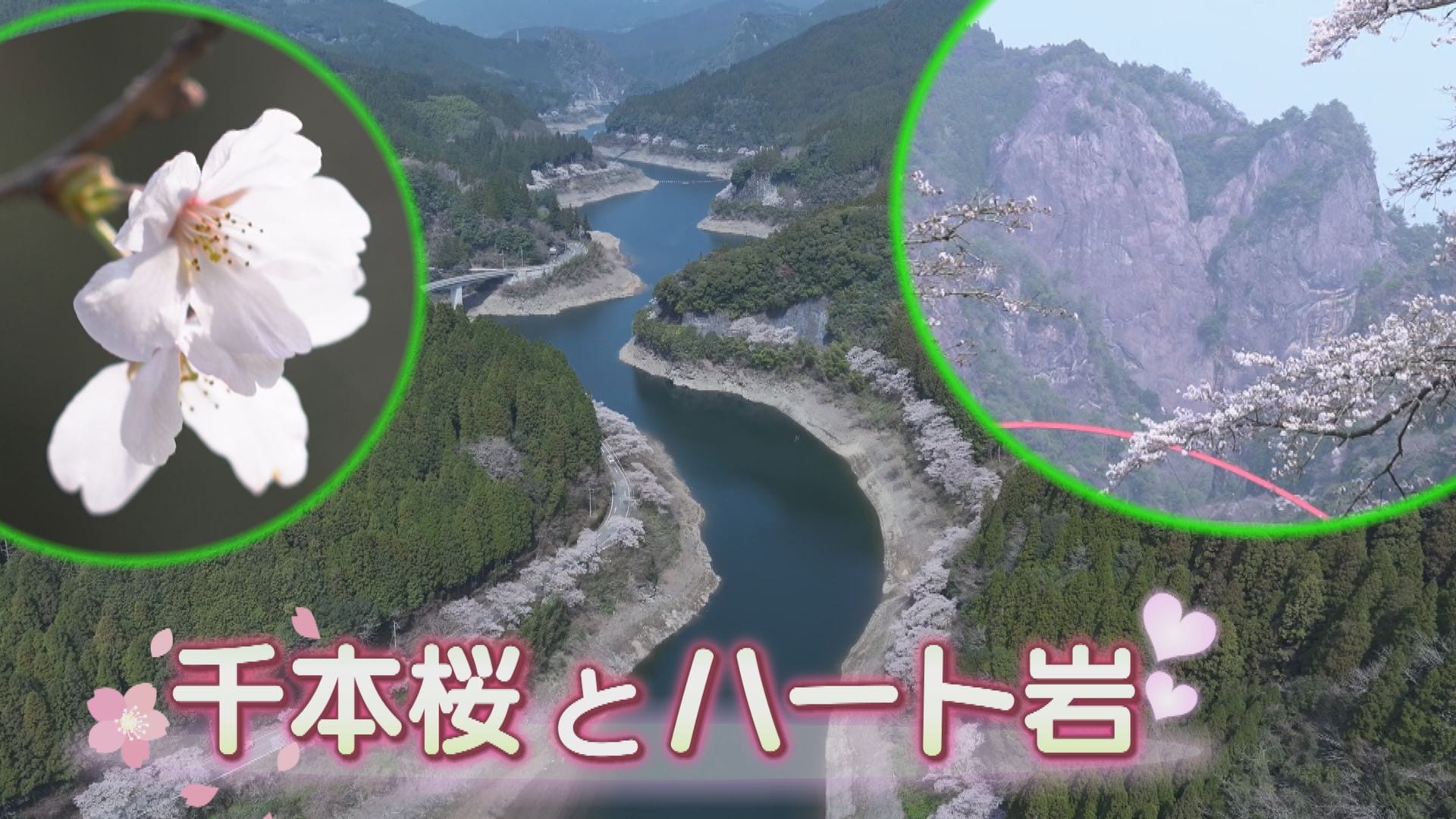 絶景”恋人たちの聖地 八女市の日向神ダムを彩る千本の桜とハート岩
