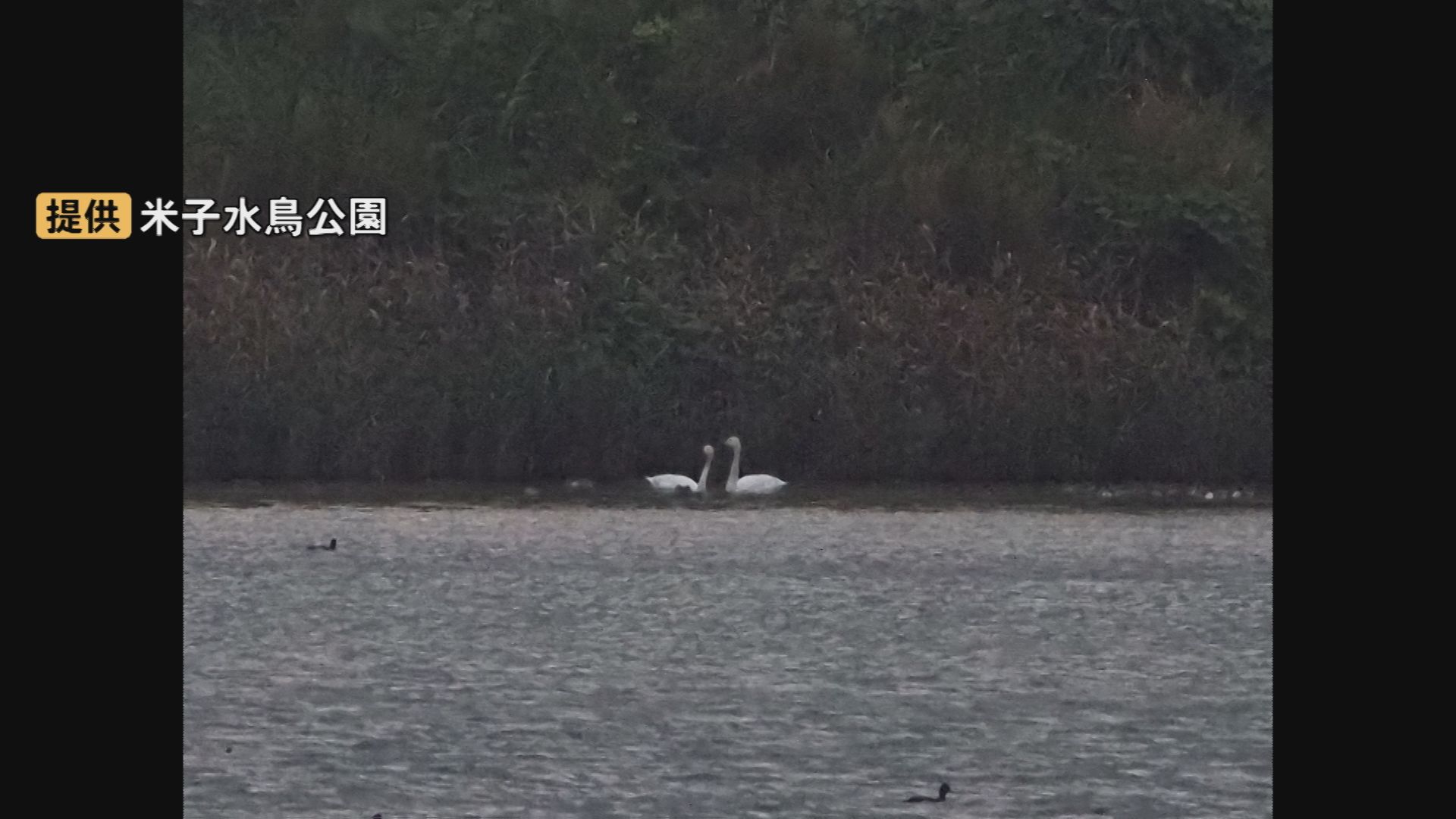 冬の使者「コハクチョウ」初飛来…「冬鳥を目で見て楽しんでいただき