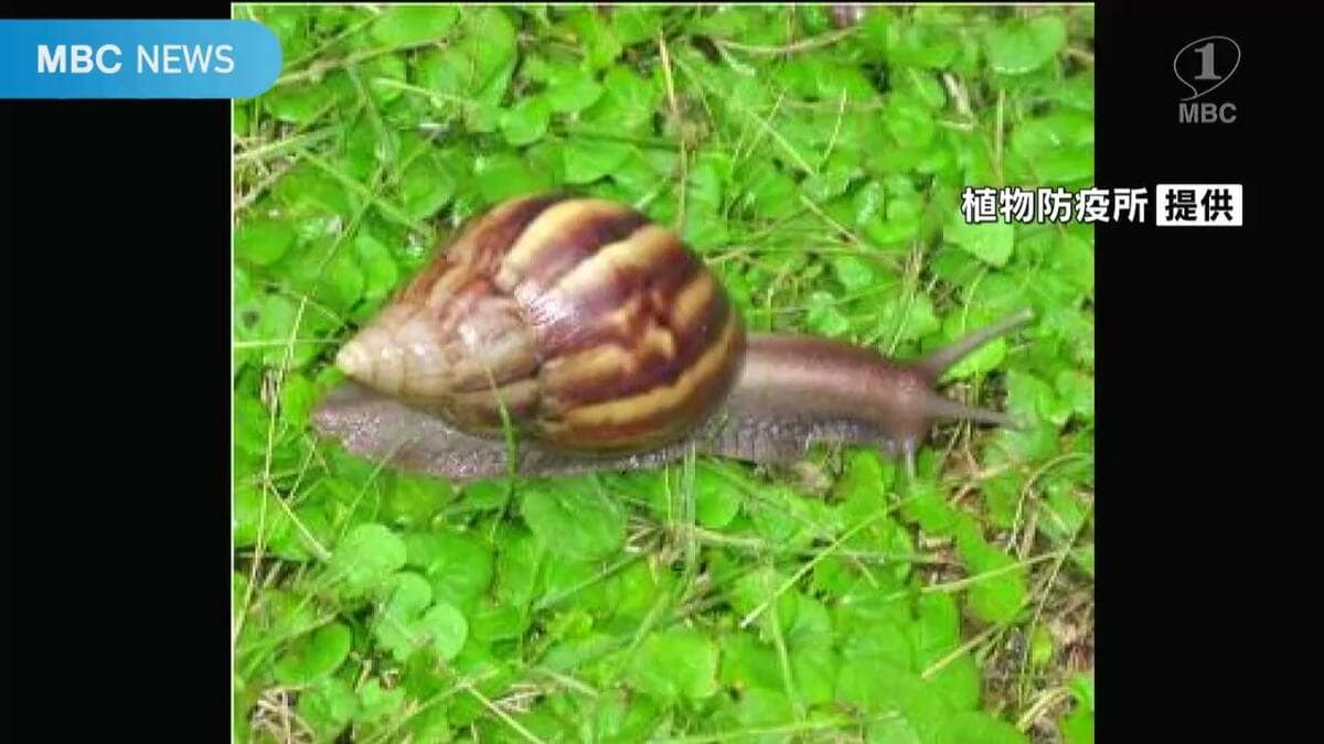素手で触らないで」人や農作物に被害のおそれ アフリカマイマイ 鹿児島