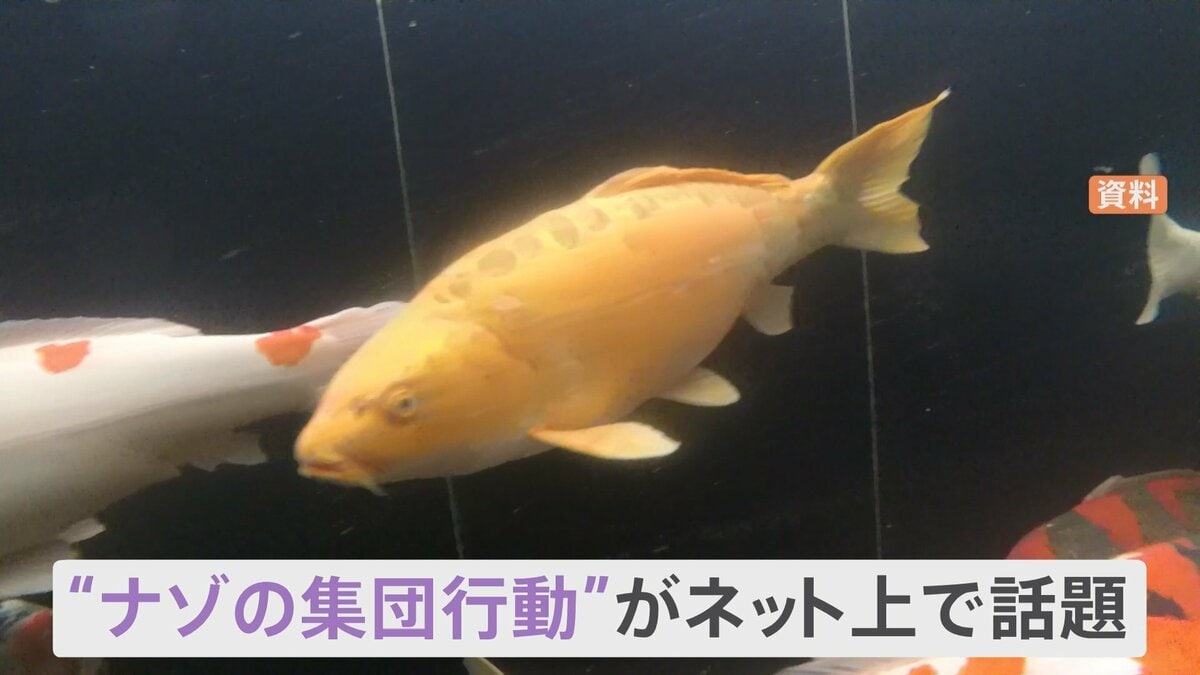 境内で 鯉ダンス が見られる 飼育しているコイがナゾの集団行動 鯉ダンス と呼ばれる行動のワケとは Tbs News Dig 境内で 鯉ダンス が見られる 飼育しているコイがナゾの集団行動 鯉ダンス と呼ばれる行動のワケとは Tbs News Dig