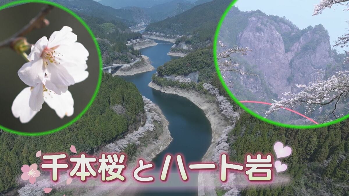 水彩画　ジクレー版画「日向神ダムの桜」（八女市） 絶景”恋人たちの聖地 八女市の日向神ダムを彩る千本の桜とハート岩