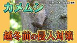 気づけば家の中に…お邪魔虫「カメムシ」正体と対策は？　|　石川県のニュース｜MRO北陸放送