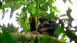 「アアッ!」動物たちの“笑撃”場面 道具の使い方を子供に教えるチンパンジー【世界遺産で生きる動物の家族たち】|TBS NEWS DIG