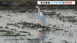 ”冬の使者” 富山市の田んぼに一羽のハクチョウ 今季の初飛来確認 去年より2日遅く|TBS NEWS DIG