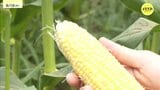 「ゆでたり焼いたりしてみんなで食べようと…」 地域盛り上げのトウモロコシの収穫体験 家族連れで賑わう 広島・三次市|TBS NEWS DIG